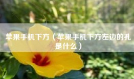 苹果手机下方（苹果手机下方左边的孔是什么）